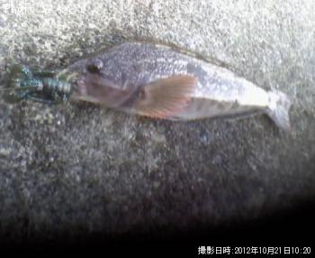 ʥ