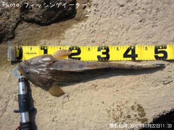 マゴチ