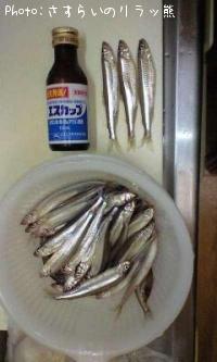 ワカサギ