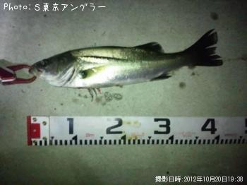 シーバス