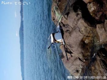 尾長メジナ