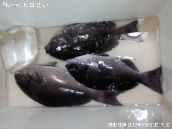 尾長メジナ