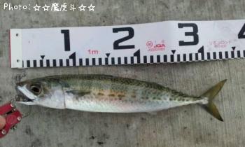 ゴマサバ
