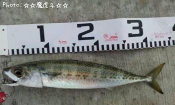 ゴマサバ