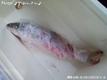 鰤の子供、烏賊