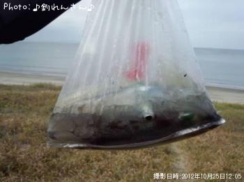 鰤の子供、烏賊