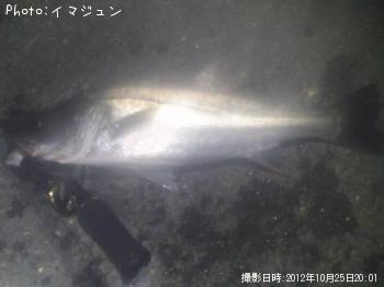 シーバス