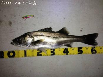 シーバス