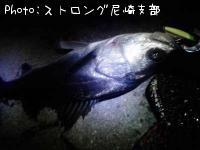 シーバス