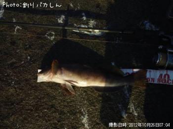 アイナメ