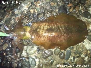 アオリイカ