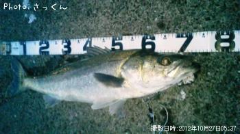 シーバス