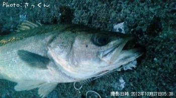 シーバス