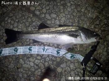 シーバス