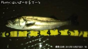 シーバス