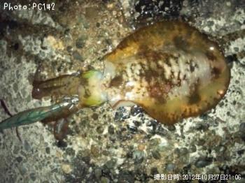 アオリイカ