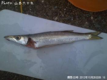 カマス