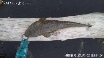 マゴチ