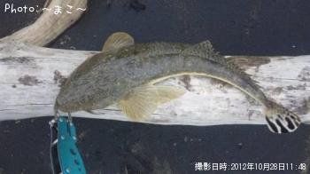 マゴチ