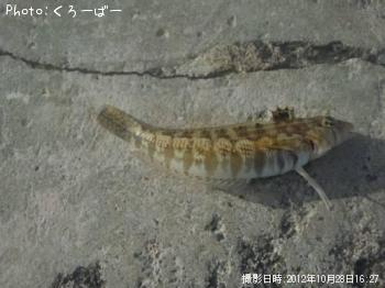 なんじゃこりゃ？