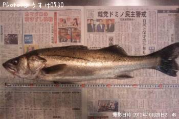 シーバス