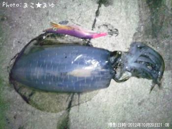 アオリ