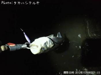 フッコ