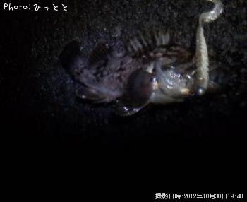 クロソイ