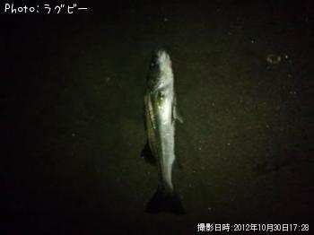 シーバス
