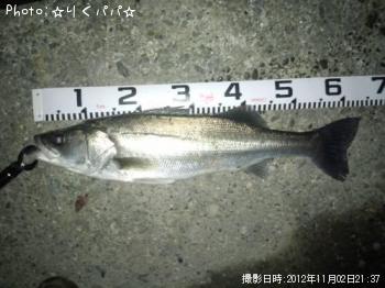 シーバス