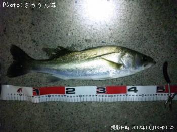 シーバス