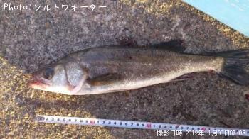 シーバス