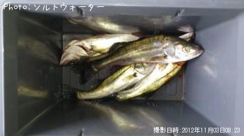シーバス
