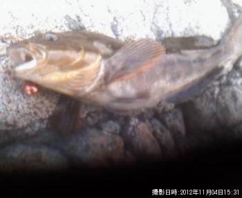 ʥ