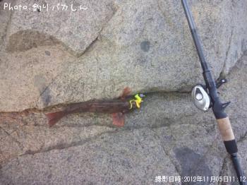 アイナメ