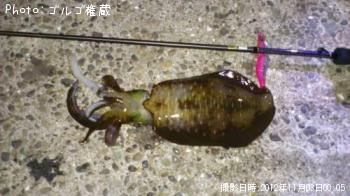アオリイカ