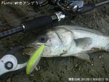 シーバス