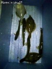 カレイ・ハゼ