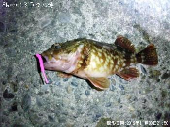 カサゴ