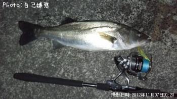 シーバス