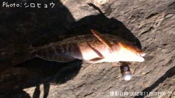 アイナメ