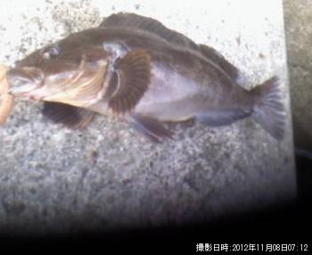 ʥ