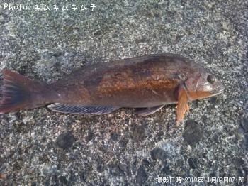 アイナメ