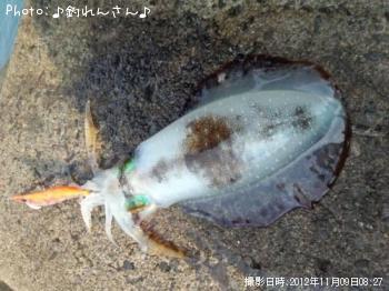 水烏賊