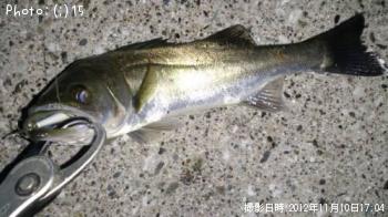 しーばす