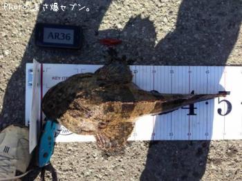 カジカ