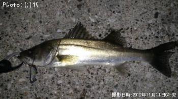 しーばす