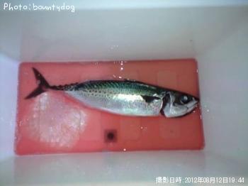 サバ