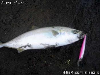 フクラゲ