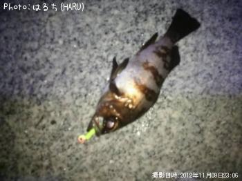 メバル